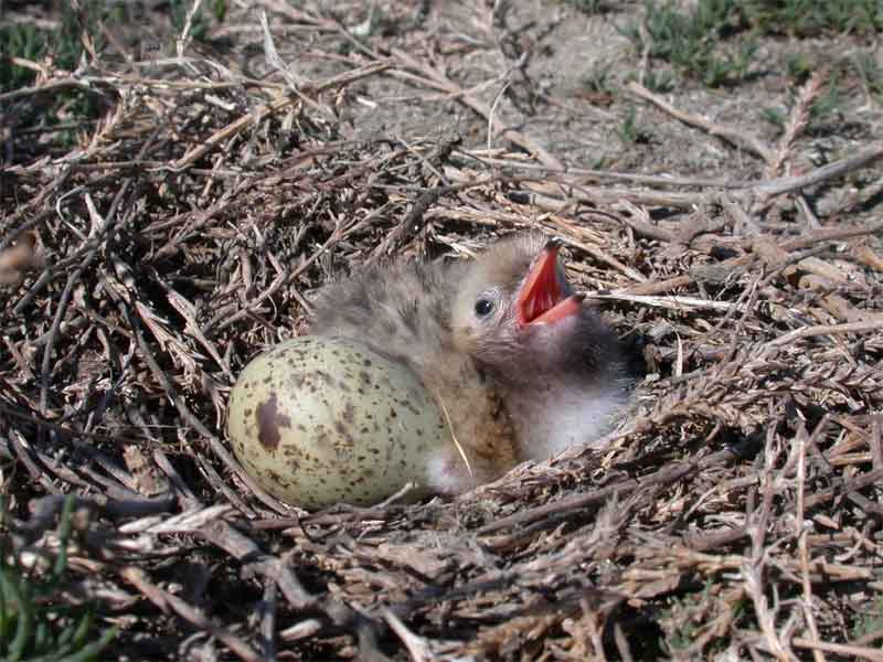 sterna_hirundo2.jpg